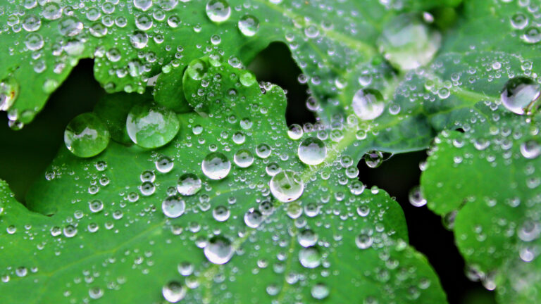 4K Water Drops on Green Leaves Wallpaper