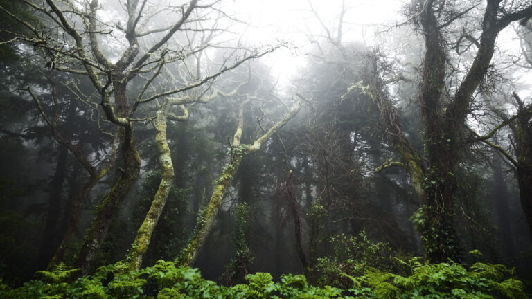 Portugal Tropical Forest Between Sintra and Cascais Wallpaper