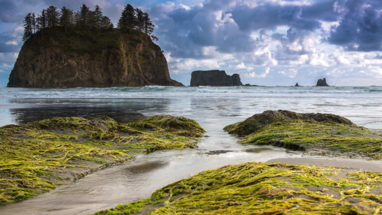 Scenic Forest & Mountain Olympic National Park Wallpaper